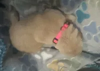 Baby girl pink , a female Golden Retriever for sale in Riverside, CA – 1 of 4