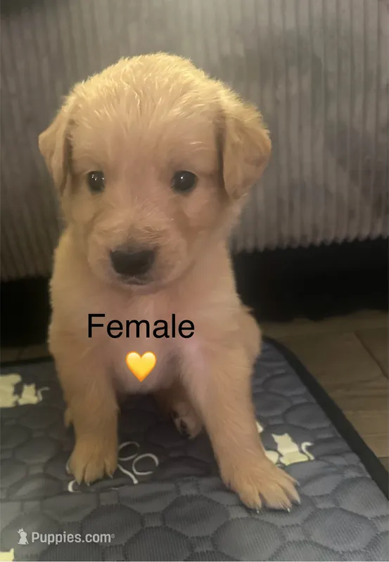 Baby girl yellow – Golden Retriever puppy for sale in Riverside, CA