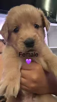 Purple baby girl , a female Golden Retriever for sale in Riverside, CA – 3 of 4