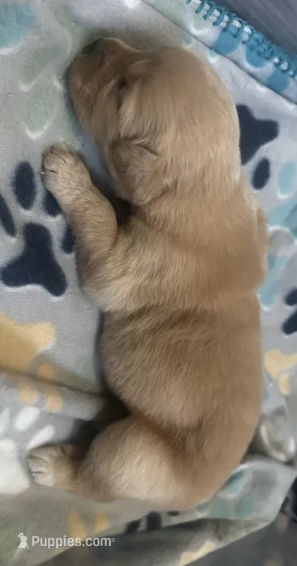 Baby Girl beige  – Golden Retriever puppy for sale in Riverside, CA