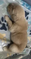 Baby Girl beige , a female Golden Retriever for sale in Riverside, CA – 1 of 2