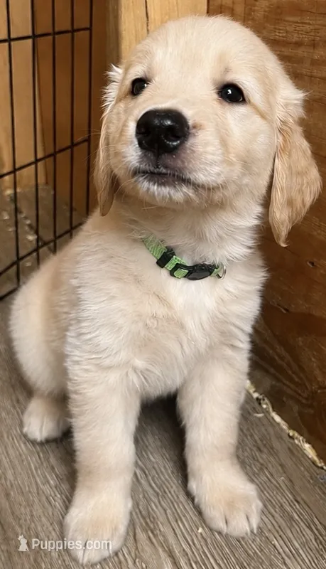 Baby girl green  – Golden Retriever puppy for sale in Riverside, CA