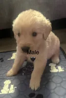 Black baby boy , a male Golden Retriever for sale in Riverside, CA – 2 of 2