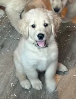 Black baby boy , a male Golden Retriever for sale in Riverside, CA – 2 of 3