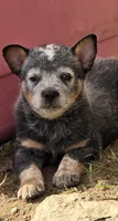 freckles, a male Australian Cattle Dog for sale in Waterbury, VT – 1 of 9