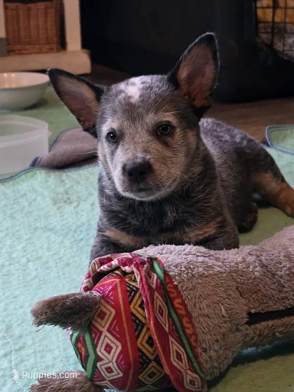 freckles – Australian Cattle Dog puppy for sale in Waterbury, VT
