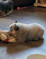 hulk, a male Australian Cattle Dog for sale in Waterbury, VT – 3 of 8