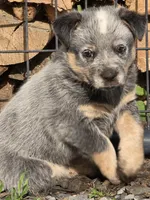 gary, a male Australian Cattle Dog for sale in Waterbury, VT – 2 of 8