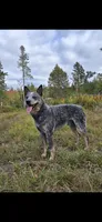 freckles, a male Australian Cattle Dog for sale in Waterbury, VT – 8 of 9