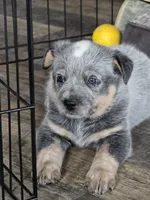 gary, a male Australian Cattle Dog for sale in Waterbury, VT – 5 of 8