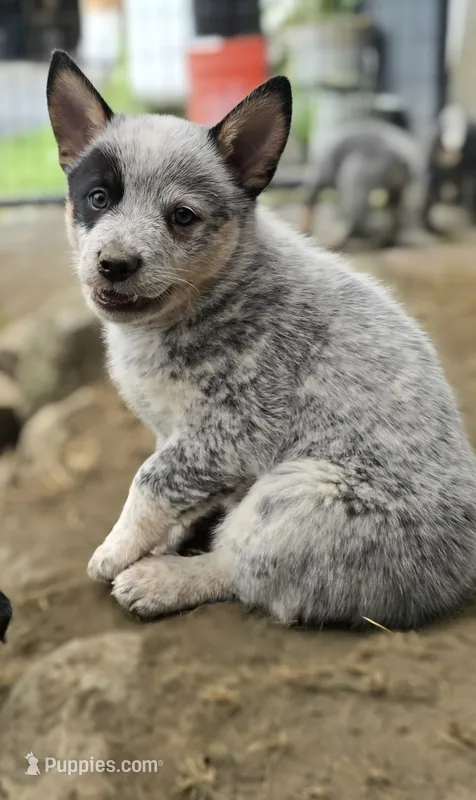 hulk – Australian Cattle Dog puppy for sale in Waterbury, VT