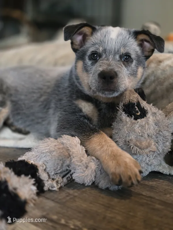 gary – Australian Cattle Dog puppy on hold in Waterbury, VT
