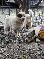 hulk, a male Australian Cattle Dog for sale in Waterbury, VT – 4 of 8