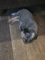 gary, a male Australian Cattle Dog for sale in Waterbury, VT – 4 of 8