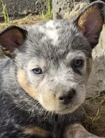 freckles, a male Australian Cattle Dog for sale in Waterbury, VT – 2 of 9