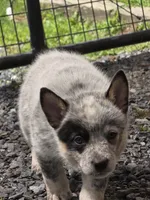hulk, a male Australian Cattle Dog for sale in Waterbury, VT – 2 of 8