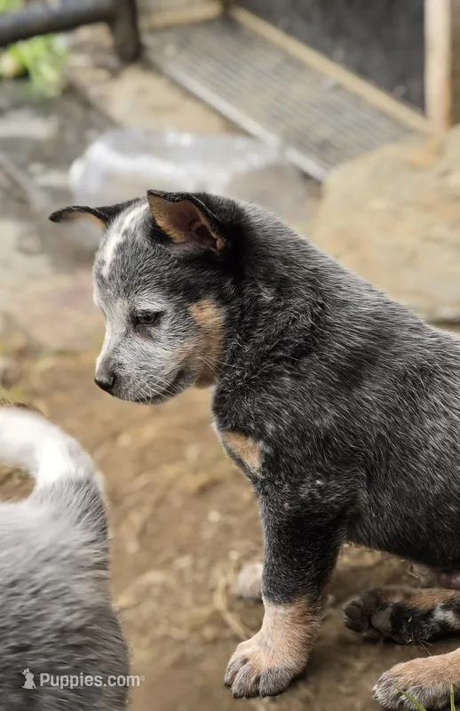 freckles – Australian Cattle Dog puppy for sale in Waterbury, VT