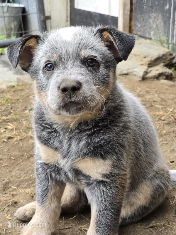gary – Australian Cattle Dog puppy for sale in Waterbury, VT