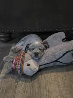 gary, a male Australian Cattle Dog for sale in Waterbury, VT – 3 of 8