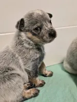 freckles, a male Australian Cattle Dog for sale in Waterbury, VT – 7 of 9