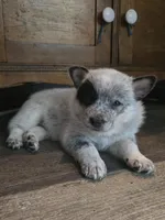 hulk, a male Australian Cattle Dog for sale in Waterbury, VT – 5 of 8