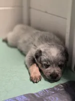 gary, a male Australian Cattle Dog for sale in Waterbury, VT – 6 of 8