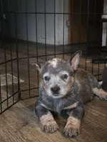 freckles, a male Australian Cattle Dog for sale in Waterbury, VT – 4 of 9