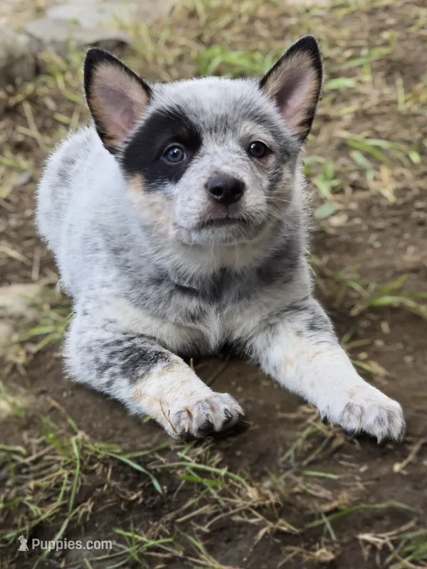hulk – Australian Cattle Dog puppy for sale in Waterbury, VT