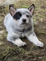 hulk, a male Australian Cattle Dog for sale in Waterbury, VT – 1 of 8