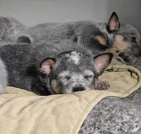 freckles, a male Australian Cattle Dog for sale in Waterbury, VT – 5 of 9