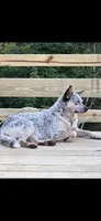 freckles, a male Australian Cattle Dog for sale in Waterbury, VT – 9 of 9