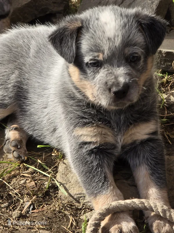gary – Australian Cattle Dog puppy for sale in Waterbury, VT