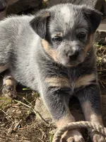 gary, a male Australian Cattle Dog for sale in Waterbury, VT – 1 of 8