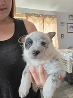 hulk, a male Australian Cattle Dog for sale in Waterbury, VT – 6 of 8