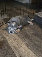 freckles, a male Australian Cattle Dog for sale in Waterbury, VT – 3 of 9