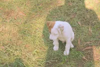 Cosmo, a male Jack Russell Terrier for sale in Independence, LA – Photo 2 of 9