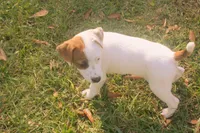 Cosmo, a male Jack Russell Terrier for sale in Independence, LA – Photo 5 of 9