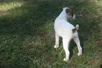 Cosmo, a male Jack Russell Terrier for sale in Independence, LA – Photo 3 of 9