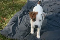 Cosmo, a male Jack Russell Terrier for sale in Independence, LA – Photo 1 of 9