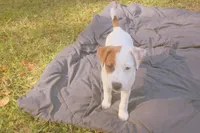 Cosmo, a male Jack Russell Terrier for sale in Independence, LA – Photo 9 of 9