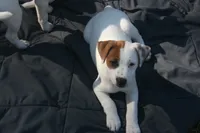 Cosmo, a male Jack Russell Terrier for sale in Independence, LA – Photo 8 of 9