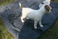 Cosmo, a male Jack Russell Terrier for sale in Independence, LA – Photo 4 of 9