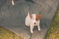 Sadie, a female Jack Russell Terrier for sale in Independence, LA – Photo 1 of 10