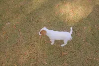 Sadie, a female Jack Russell Terrier for sale in Independence, LA – Photo 3 of 10