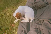 Sadie, a female Jack Russell Terrier for sale in Independence, LA – Photo 10 of 10