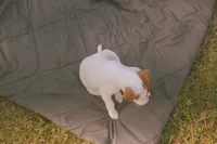 Sadie, a female Jack Russell Terrier for sale in Independence, LA – Photo 2 of 10