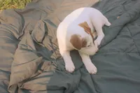 Sadie, a female Jack Russell Terrier for sale in Independence, LA – Photo 8 of 10