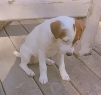 Sadie, a female Jack Russell Terrier for sale in Independence, LA – Photo 6 of 10