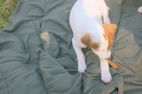 Sadie, a female Jack Russell Terrier for sale in Independence, LA – Photo 4 of 10