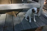 Sadie, a female Jack Russell Terrier for sale in Independence, LA – Photo 9 of 10